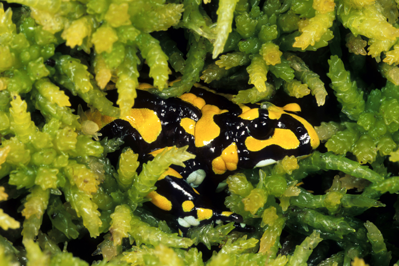 Recovery Program – Corroboree Frog