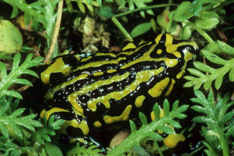 Biology – Corroboree Frog