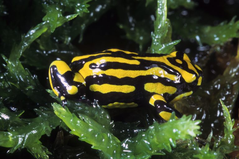 Conservation Corroboree Frog