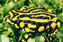 Fast Facts – Corroboree Frog